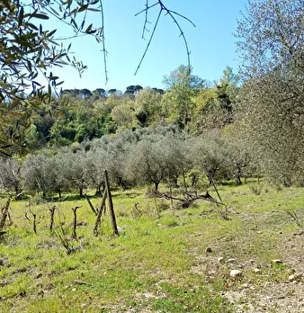 Foto annuncio 29