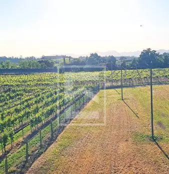 Foto annuncio 9
