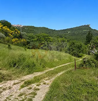 Foto annuncio 7