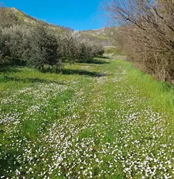 Foto annuncio 1
