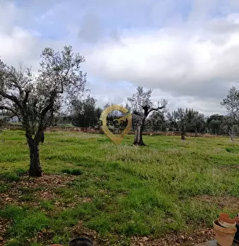 Foto annuncio 12