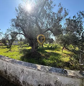 Foto annuncio 12