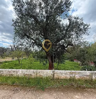 Foto annuncio 23