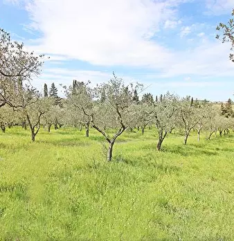 Foto annuncio 54