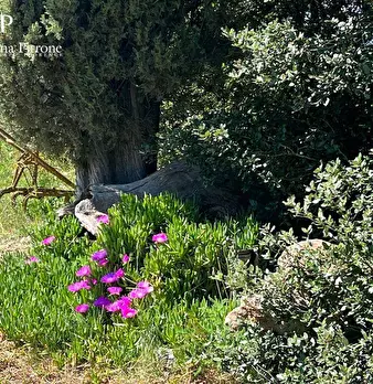 Foto annuncio 16
