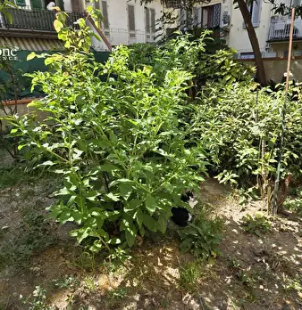 Foto annuncio 40