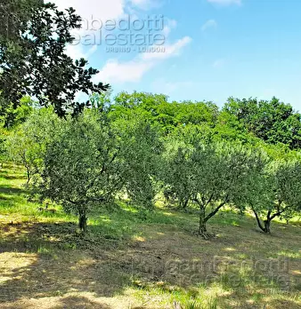 Foto annuncio 97