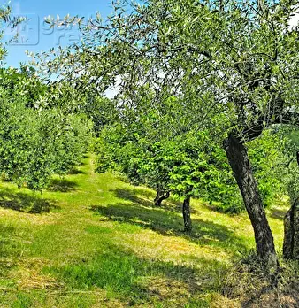 Foto annuncio 99