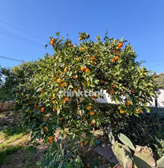 Foto annuncio 33