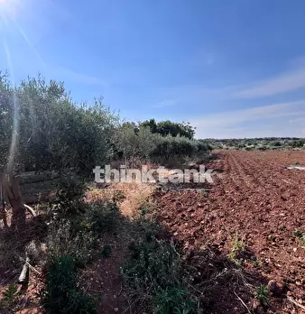 Foto annuncio 7