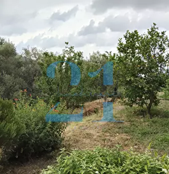 Foto annuncio 33