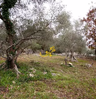 Foto annuncio 12