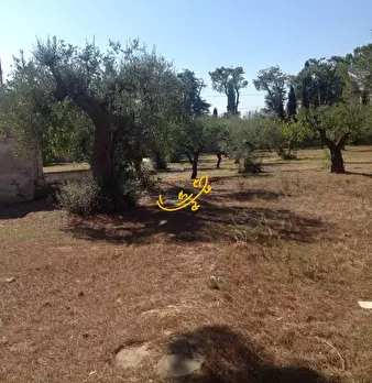 Foto annuncio 21