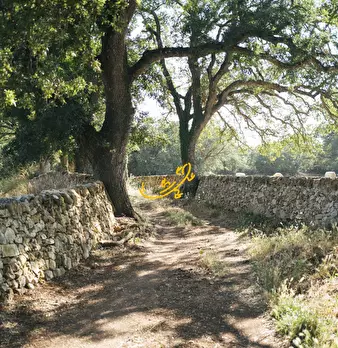 Foto annuncio 14