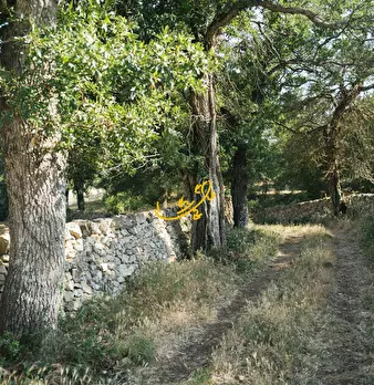 Foto annuncio 15
