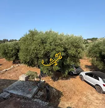 Foto annuncio 7