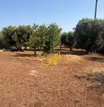 Foto annuncio 8