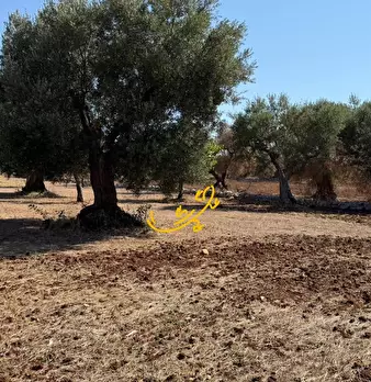 Foto annuncio 4