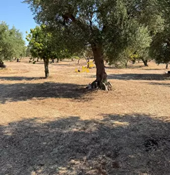 Foto annuncio 6