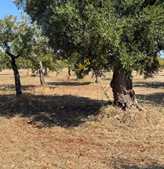Foto annuncio 10