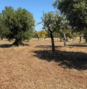 Foto annuncio 11