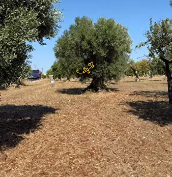 Foto annuncio 12