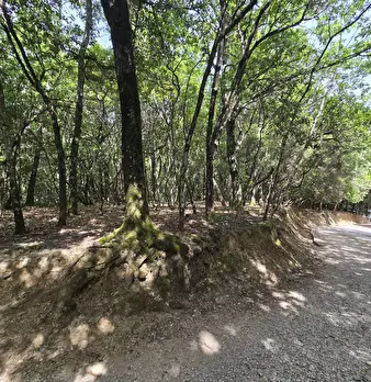 Foto annuncio 41