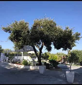 Foto annuncio 5