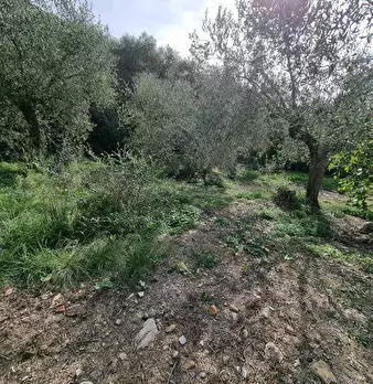Foto annuncio 7