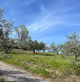Foto annuncio 18