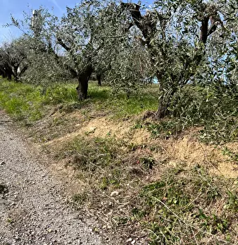 Foto annuncio 24