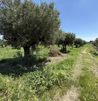 Foto annuncio 4