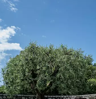 Foto annuncio 56