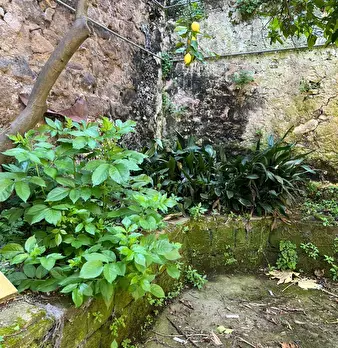 Foto annuncio 6