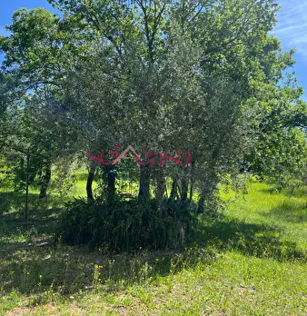 Foto annuncio 24