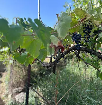 Foto annuncio 48