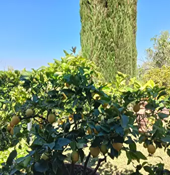 Foto annuncio 31