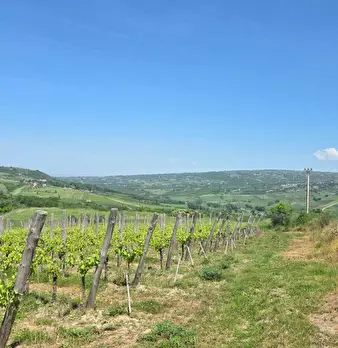 Foto annuncio 4