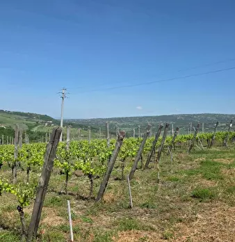Foto annuncio 8