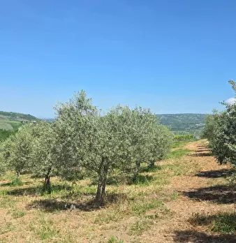 Foto annuncio 10