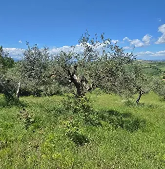 Foto annuncio 4
