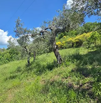 Foto annuncio 7