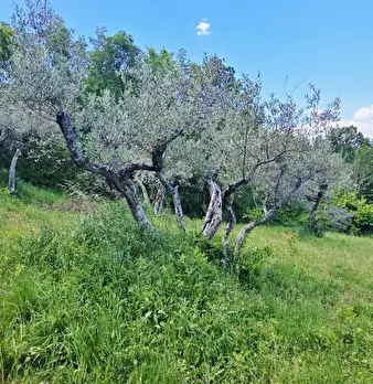 Foto annuncio 8