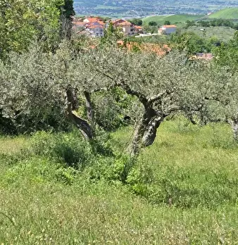 Foto annuncio 9