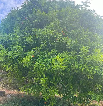 Foto annuncio 18