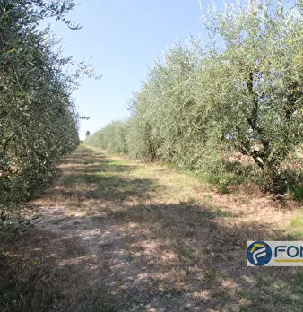 Foto annuncio 10