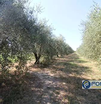Foto annuncio 11