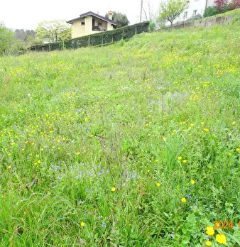 Foto annuncio 6