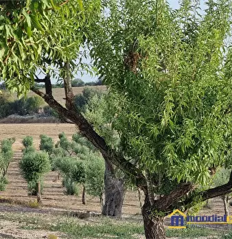 Foto annuncio 5