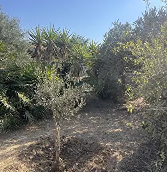Foto annuncio 3